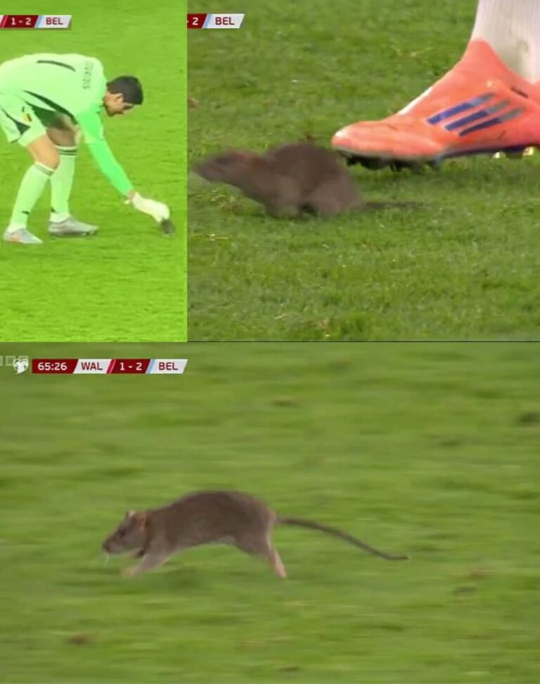 لحظة أكسبت الملعب شهرة عالمية: فأر يتسلل إلى مباراة بلجيكا وويلز في تصفيات كأس العالم.